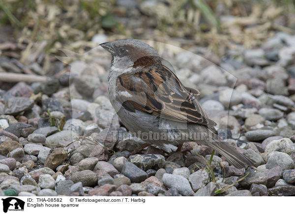 Haussperling / English house sparrow / THA-08582
