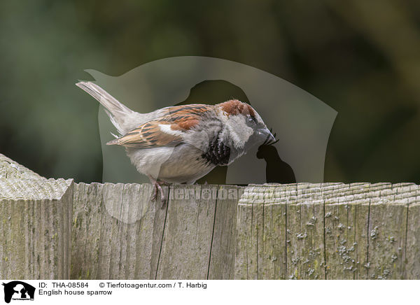 Haussperling / English house sparrow / THA-08584