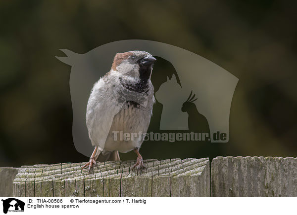 English house sparrow / THA-08586