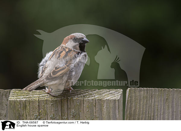 English house sparrow / THA-08587