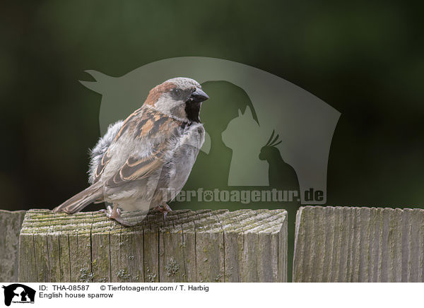 Haussperling / English house sparrow / THA-08587