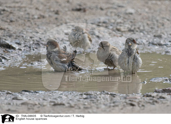 Haussperlinge / English house sparrows / THA-08605