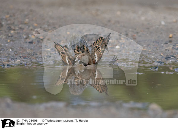 Haussperling / English house sparrow / THA-08608