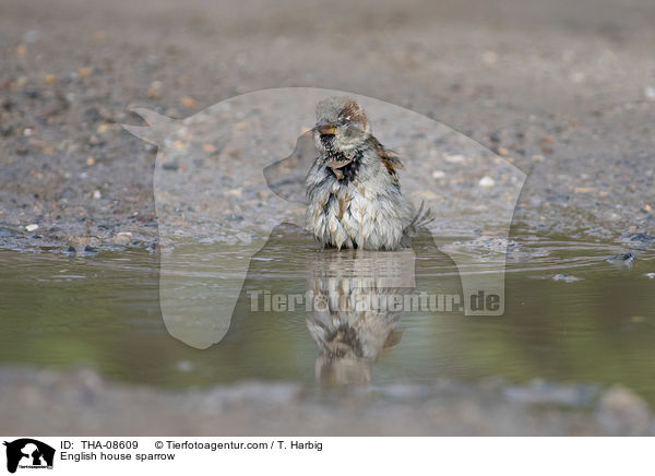 Haussperling / English house sparrow / THA-08609