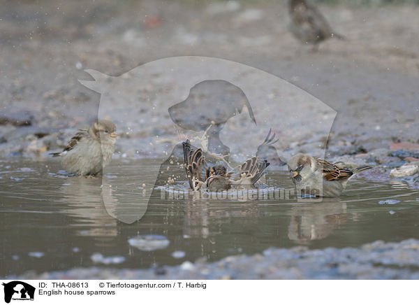 English house sparrows / THA-08613