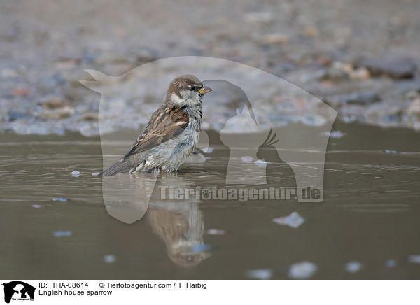 Haussperling / English house sparrow / THA-08614