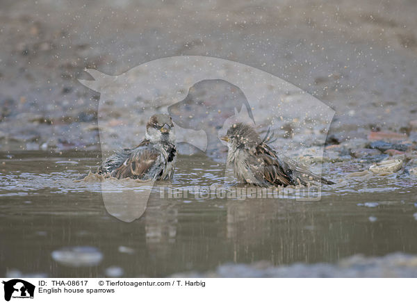 Haussperlinge / English house sparrows / THA-08617