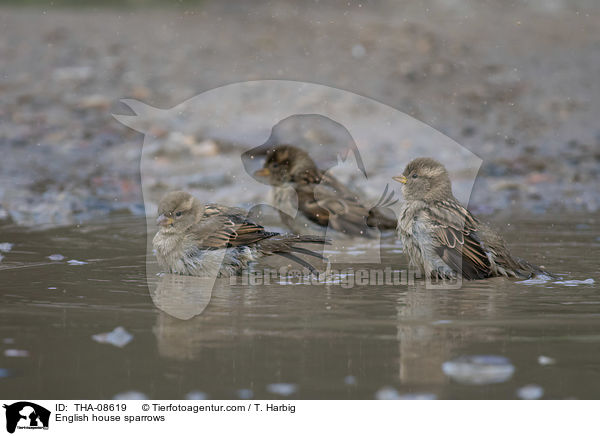 English house sparrows / THA-08619