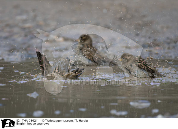 Haussperlinge / English house sparrows / THA-08621