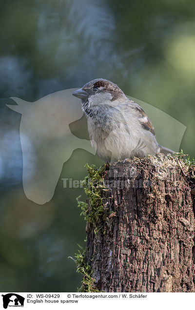 Haussperling, / English house sparrow / WS-09429