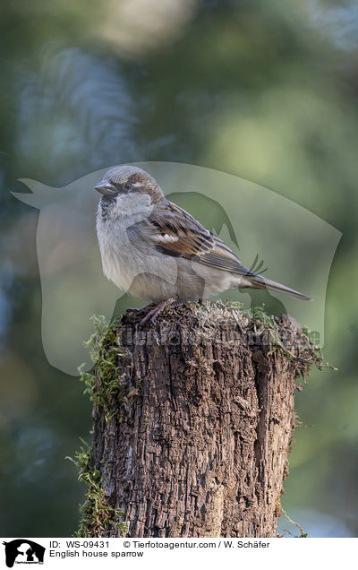Haussperling, / English house sparrow / WS-09431