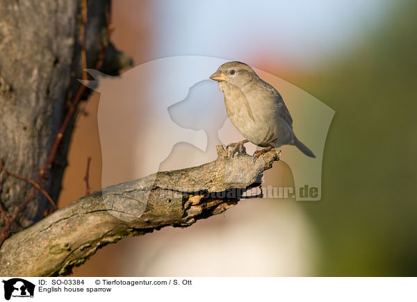 Haussperling / English house sparrow / SO-03384