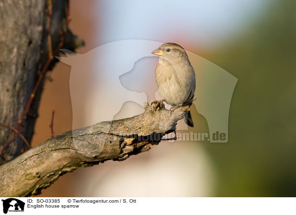 Haussperling / English house sparrow / SO-03385