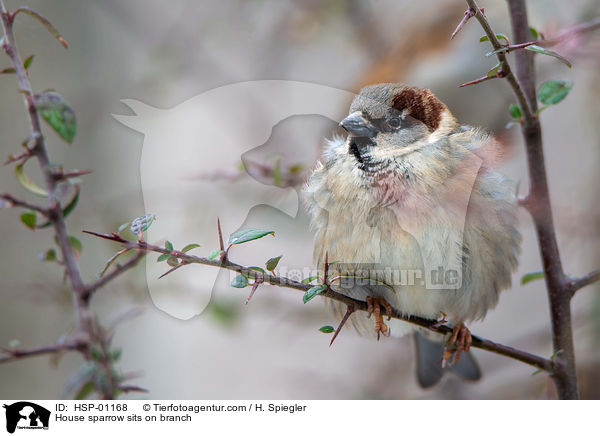 Haussperling sitzt auf Zweig / House sparrow sits on branch / HSP-01168
