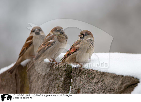 3 Haussperrlinge / 3 House sparrows / HSP-01169