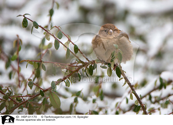 House sparrow sits on branch / HSP-01170