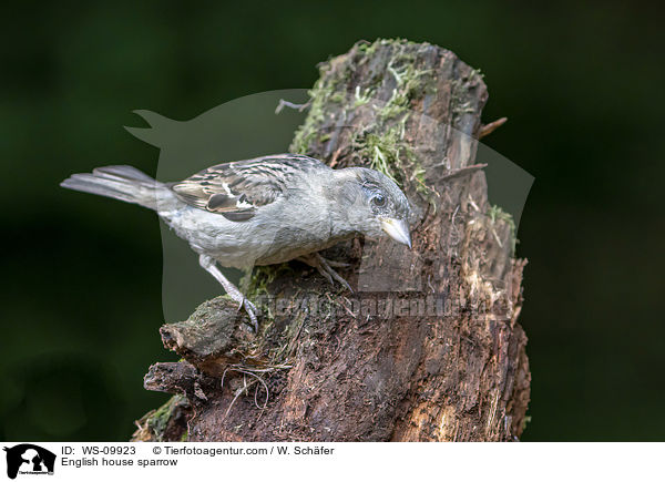 Haussperling / English house sparrow / WS-09923