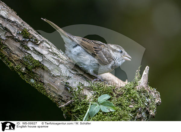 Haussperling / English house sparrow / WS-09927