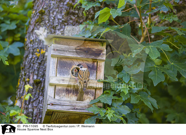 Haussperling Nistkasten / House Sparrow Nest Box / PW-11095