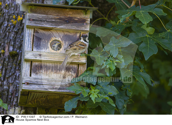 House Sparrow Nest Box / PW-11097