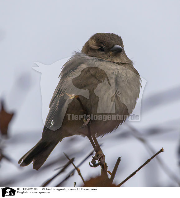 Haussperling / English house sparrow / HB-02106