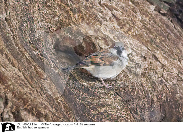 English house sparrow / HB-02114