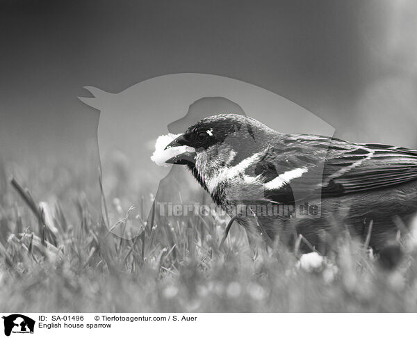 Haussperling / English house sparrow / SA-01496