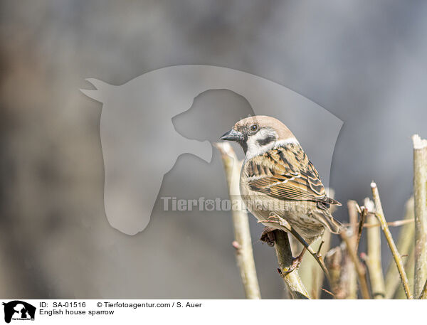 Haussperling / English house sparrow / SA-01516