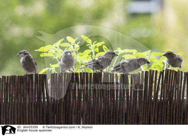 English house sparrows / AH-05359
