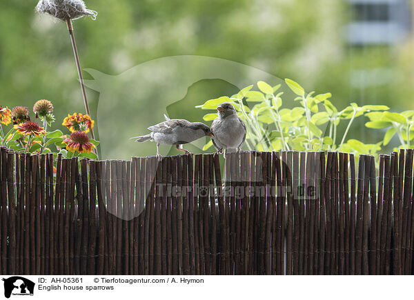 Haussperlinge / English house sparrows / AH-05361