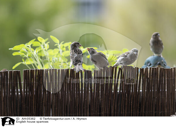 Haussperlinge / English house sparrows / AH-05362