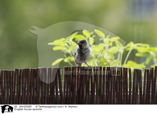 Haussperling / English house sparrow / AH-05365