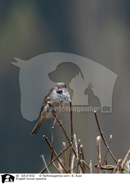 Haussperling / English house sparrow / SA-01552