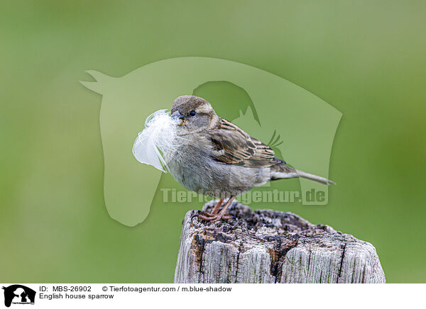 English house sparrow / MBS-26902