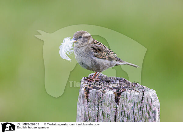 Haussperling / English house sparrow / MBS-26903