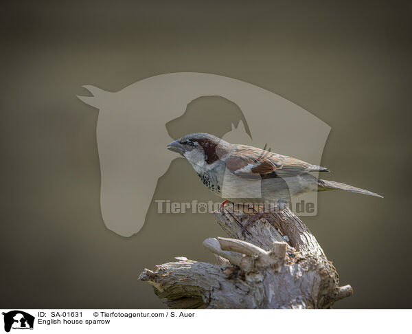 Haussperling / English house sparrow / SA-01631