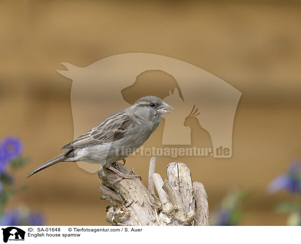Haussperling / English house sparrow / SA-01648