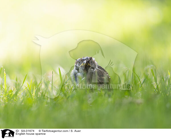 English house sparrow / SA-01674