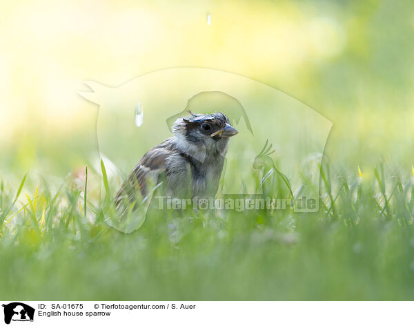 English house sparrow / SA-01675