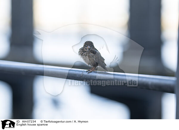 Haussperling / English house sparrow / AH-07234