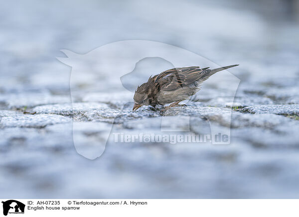 English house sparrow / AH-07235