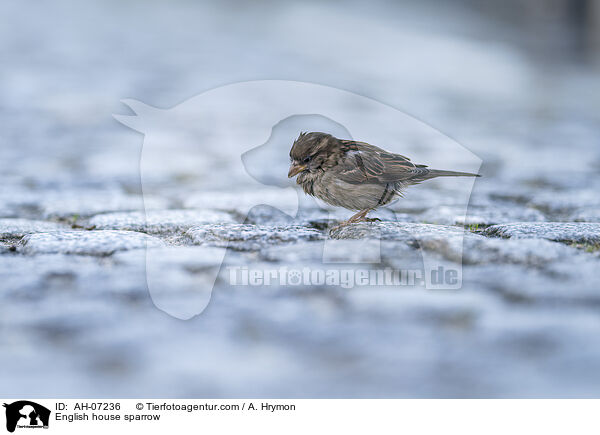 English house sparrow / AH-07236