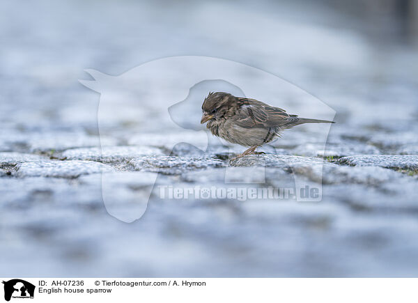 Haussperling / English house sparrow / AH-07236