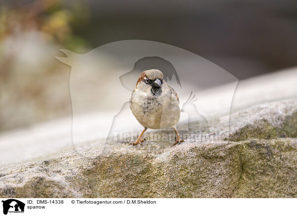 Spatz / sparrow / DMS-14338