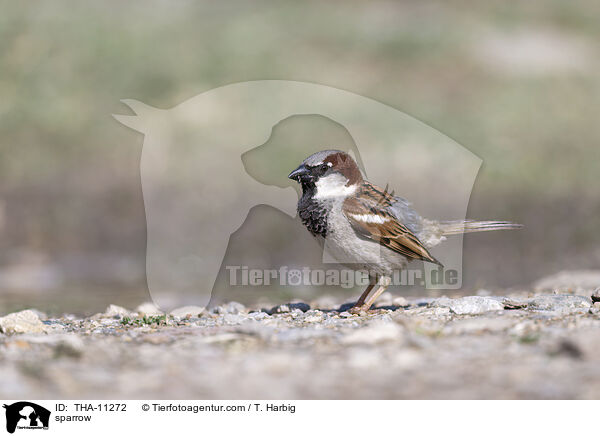 Haussperling / sparrow / THA-11272