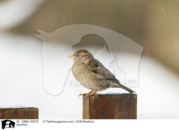Haussperling / sparrow / DMS-16575