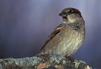 sparrow