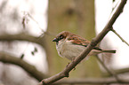 sparrow