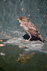 sparrow