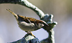 sparrow